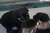Offspring H